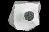 Gerastos Trilobite Fossil - Well Prepared #83348-1